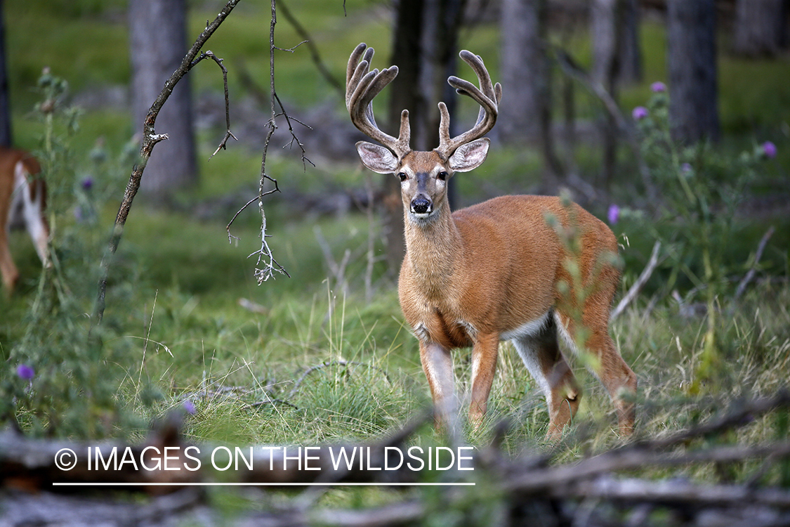 White-tailed buck in Velvet.