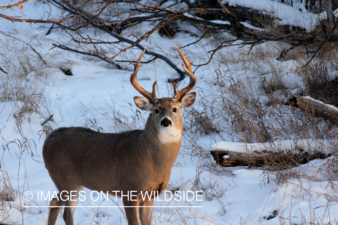 White-tailed buck looking up at hunter in tree stand.