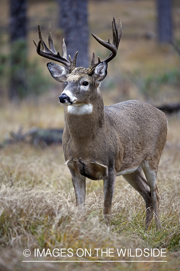 White-tailed buck in woods.