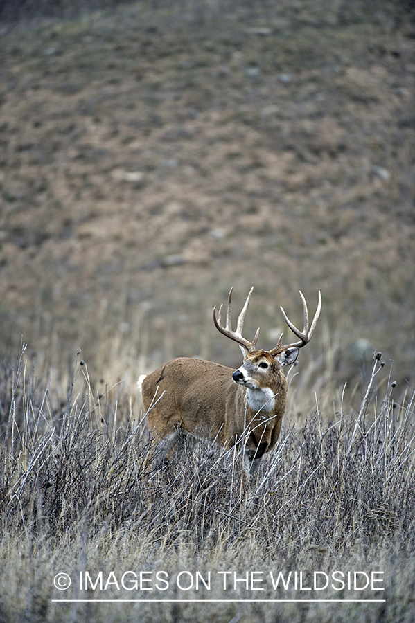 White-tailed buck in habitat.