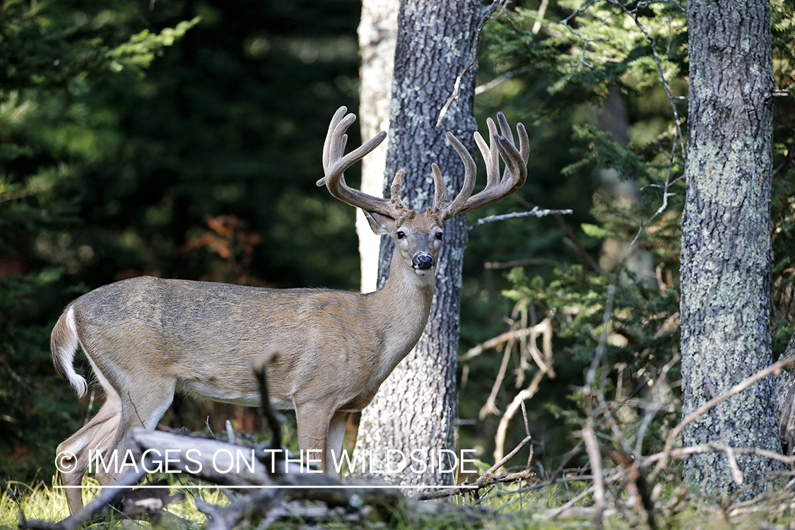 White-tailed buck in velvet.