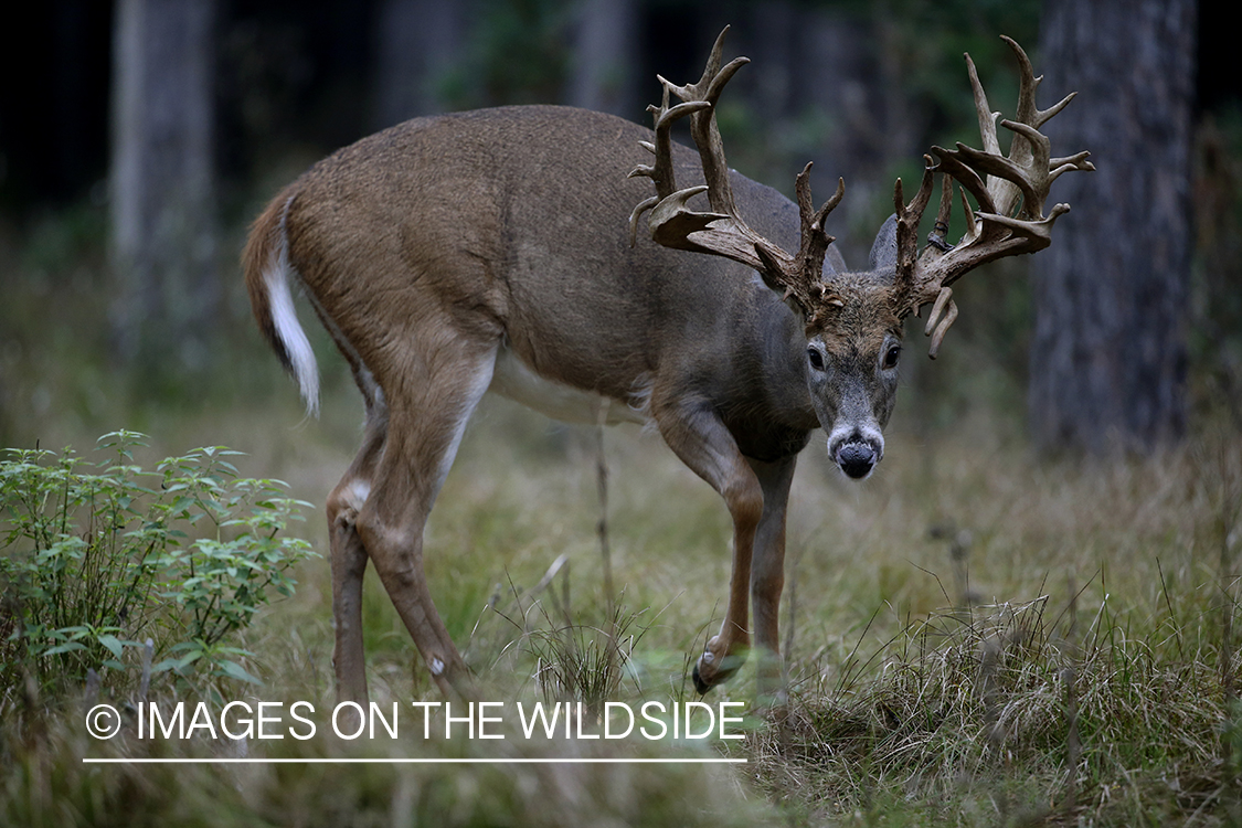 White-tailed buck in field.