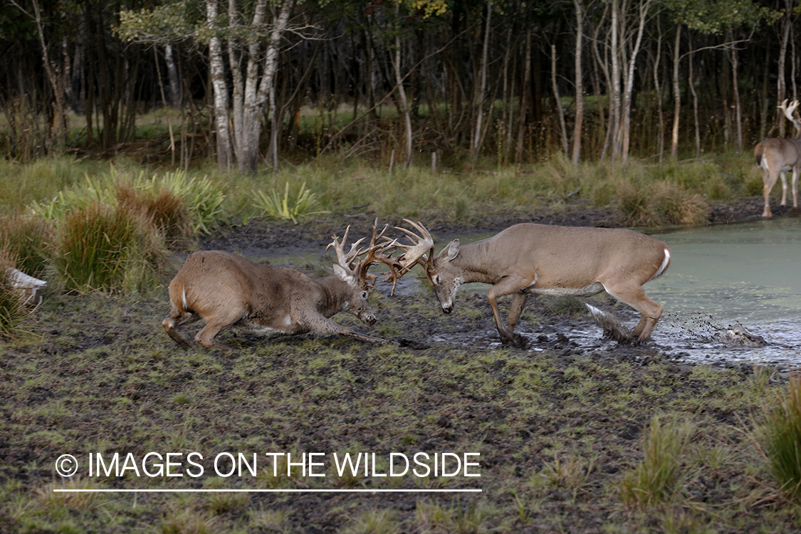 White-tailed bucks fighting during rut.