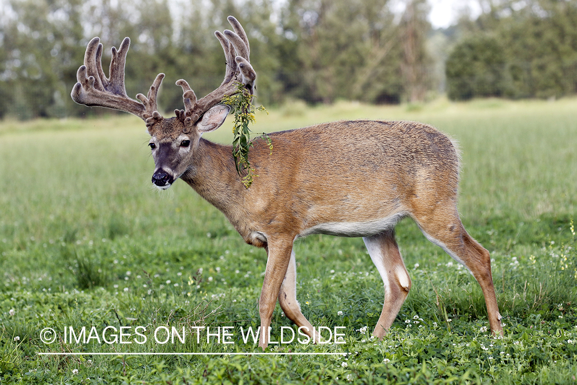 White-tailed buck in field.