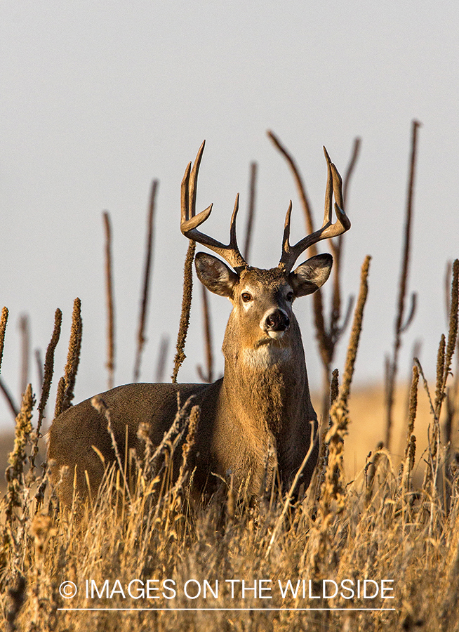 White-tailed buck in field.