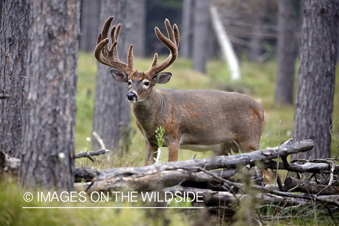 White-tailed buck in Velvet.