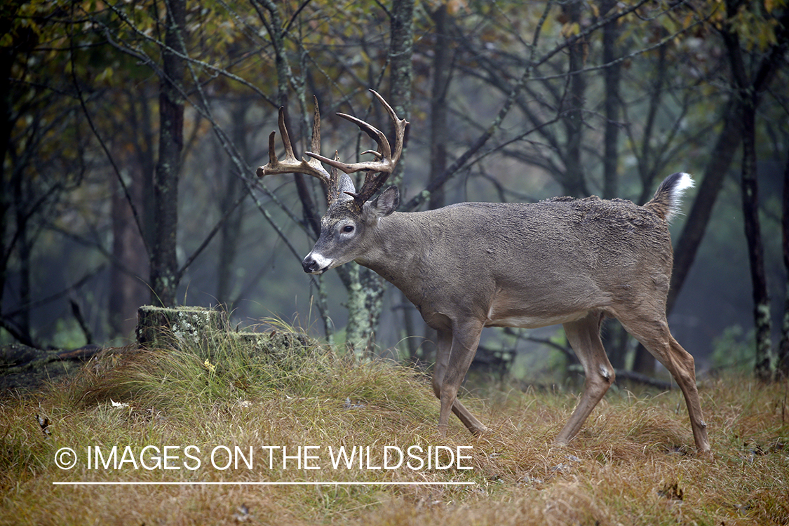 White-tailed buck in the rut.