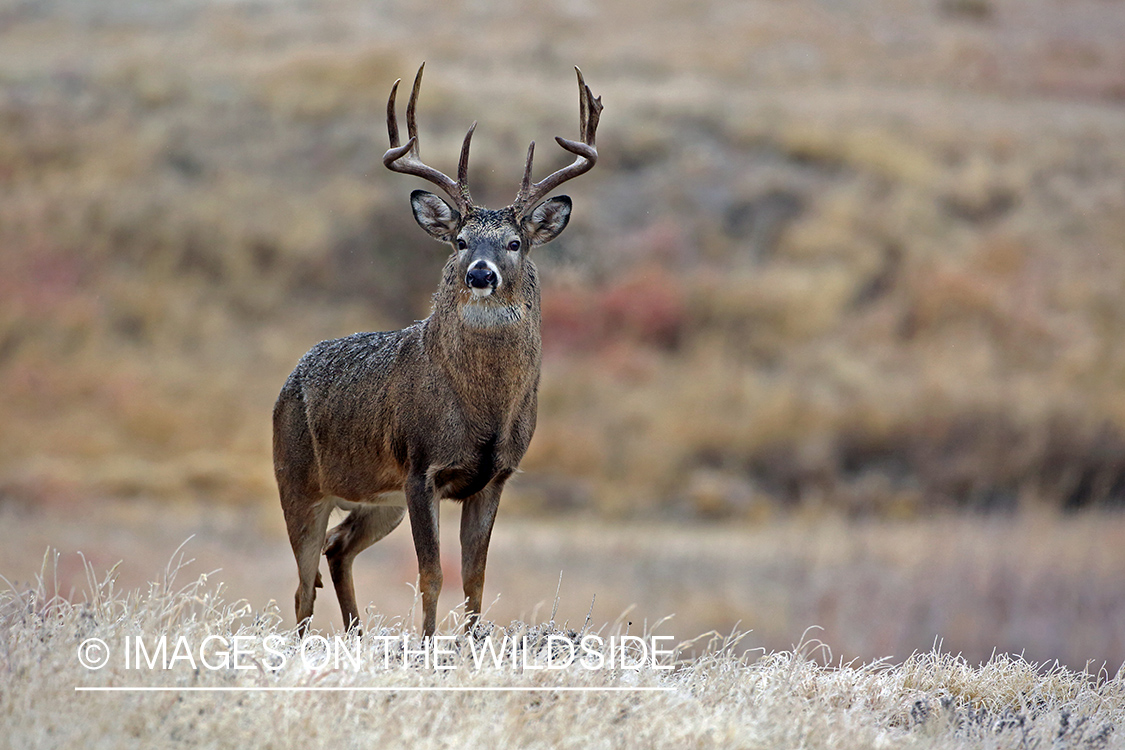 White-tailed buck in field.