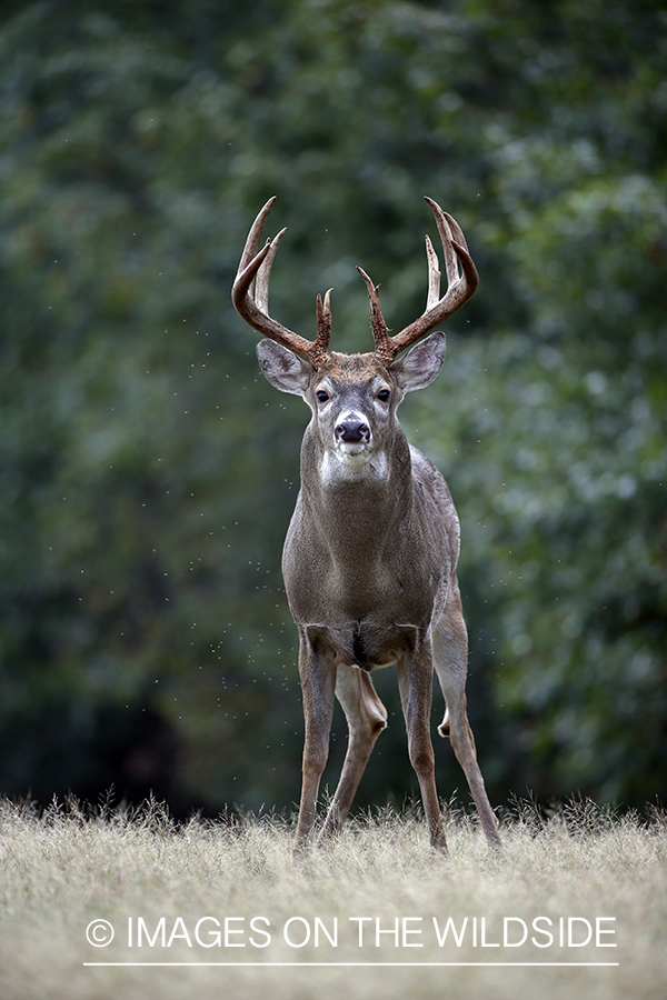 White-tailed buck in the Rut.