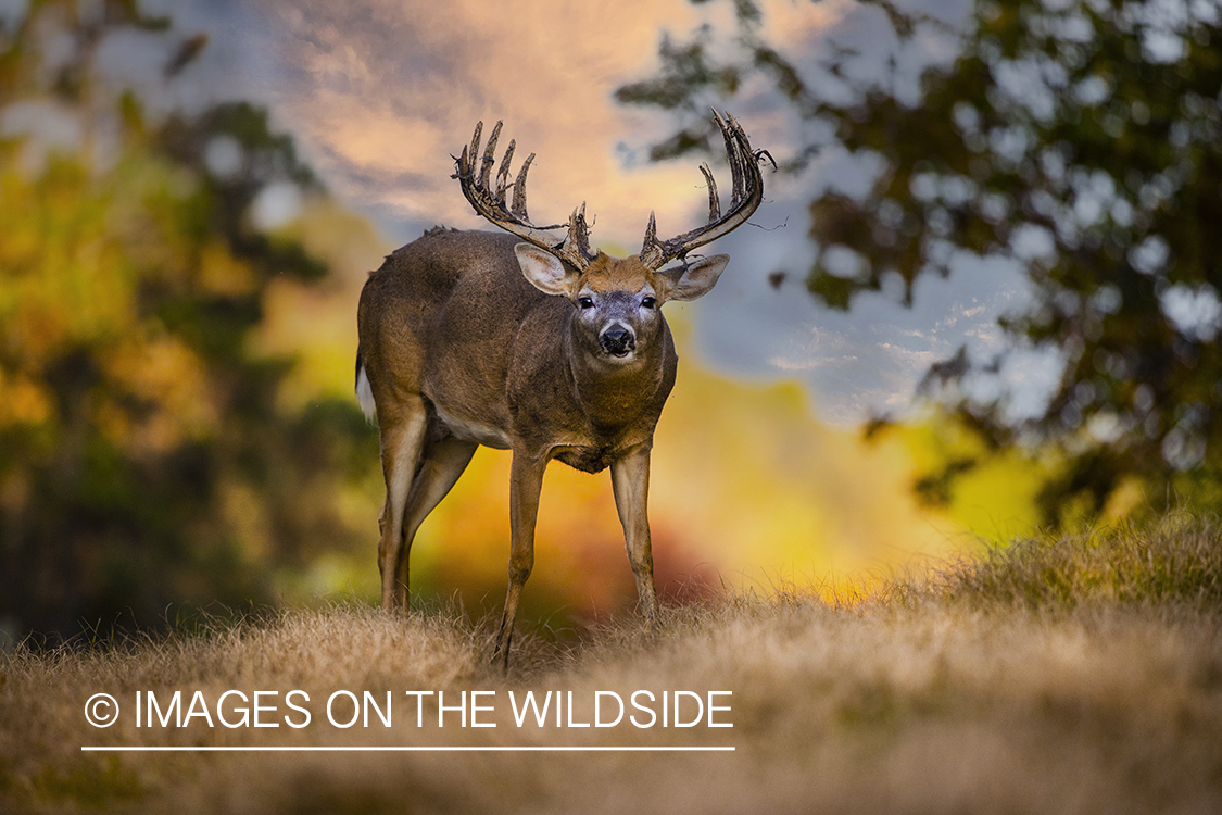 White-tailed buck in field.