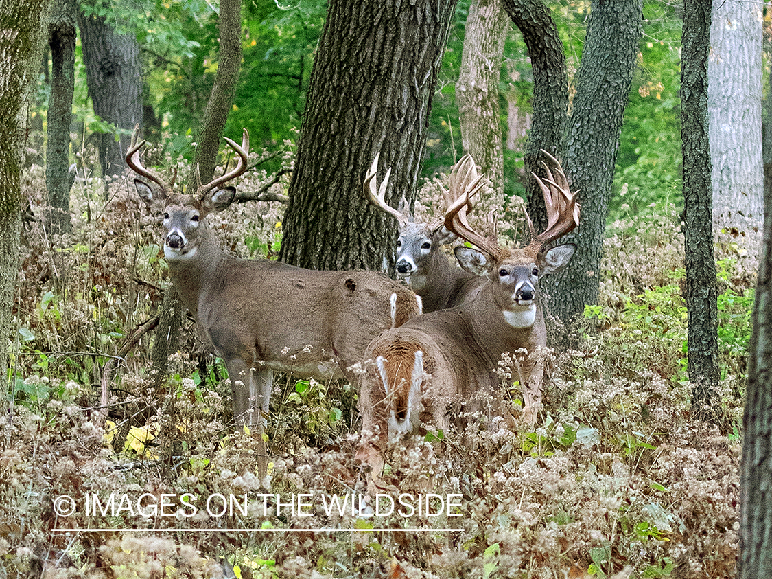 White-tailed bucks in trees.