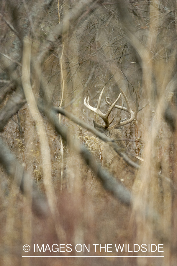 White-tailed buck through thick brush.