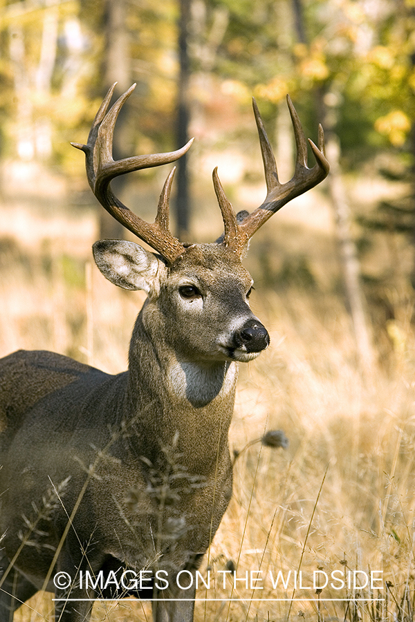 White-tailed deer in habitat