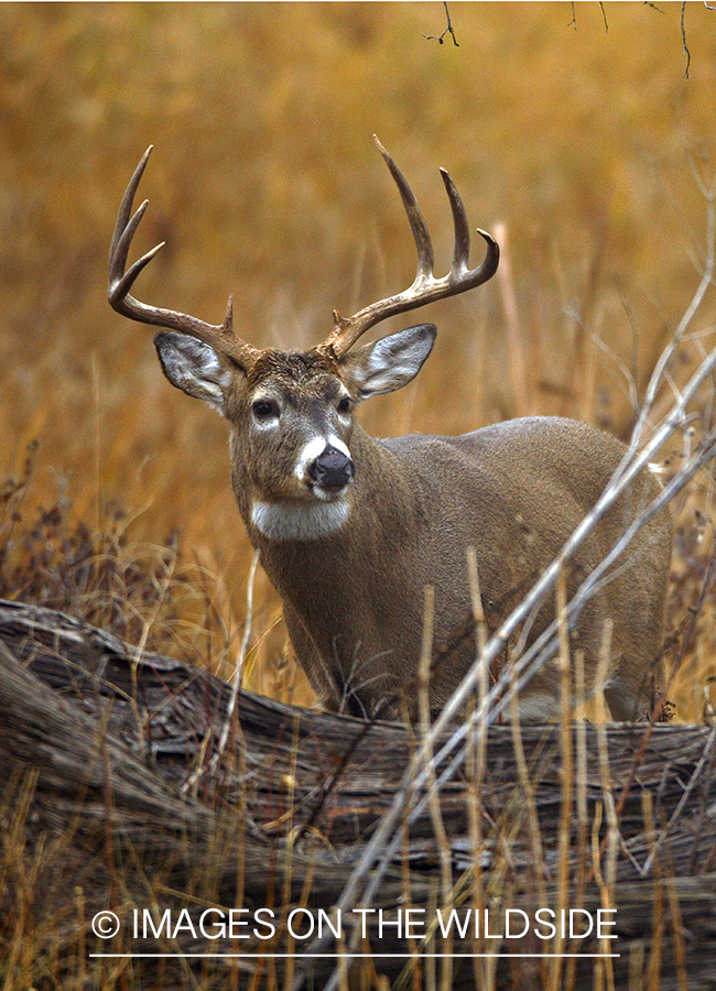 Whitetail Buck