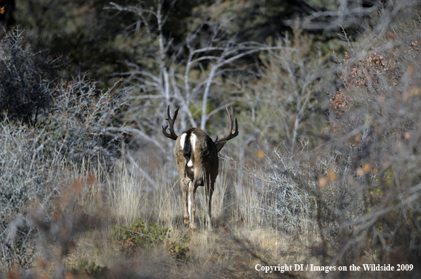 Blacktail buck in habitat.