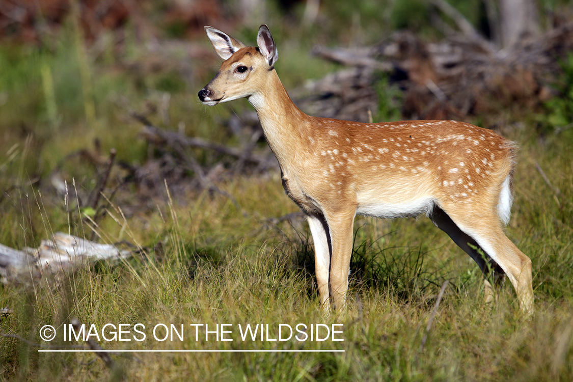 White-tailed fawn in habitat. 