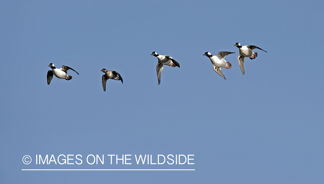 Bufflehead in flight.