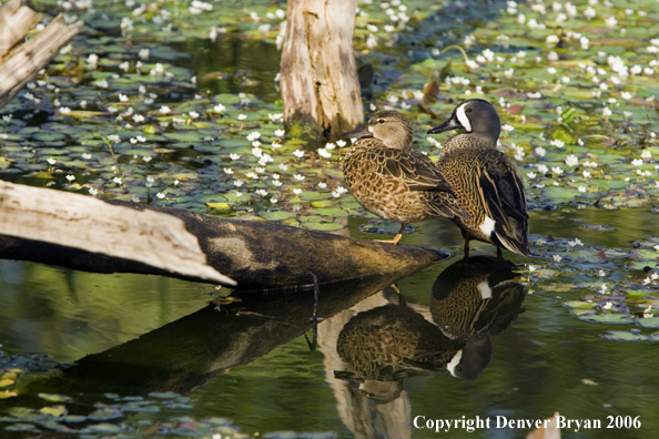 Blue-winged Teal duck pair.