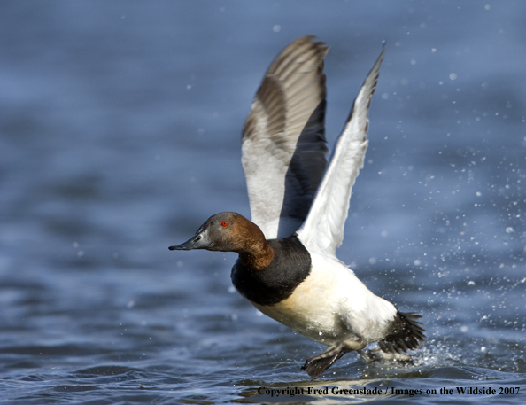 Canvasback in habitat