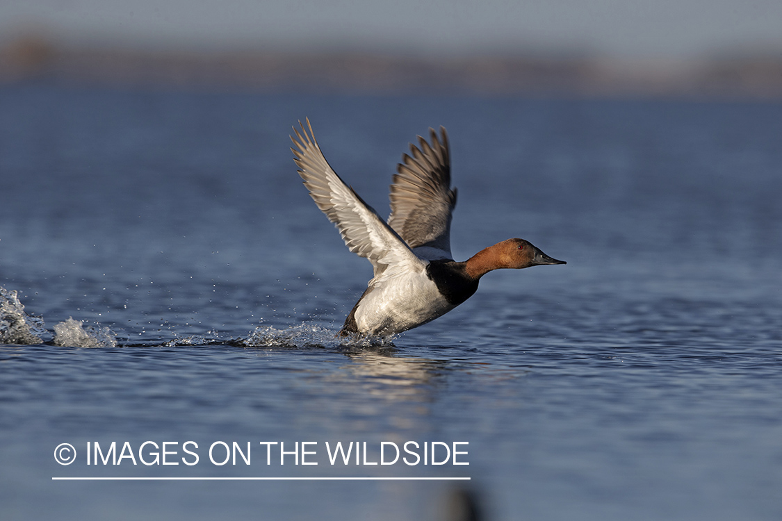 Canvasback in flight.