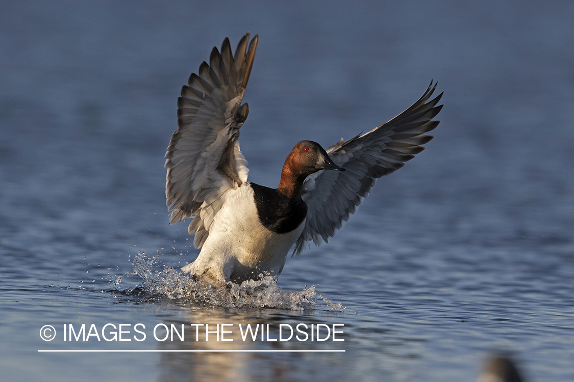 Canvasback drake landing on water.