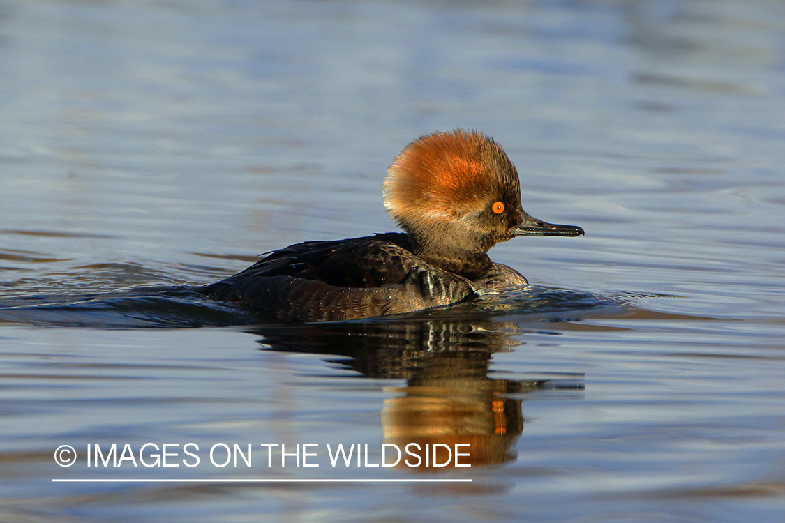 Hooded Merganser hen on water.