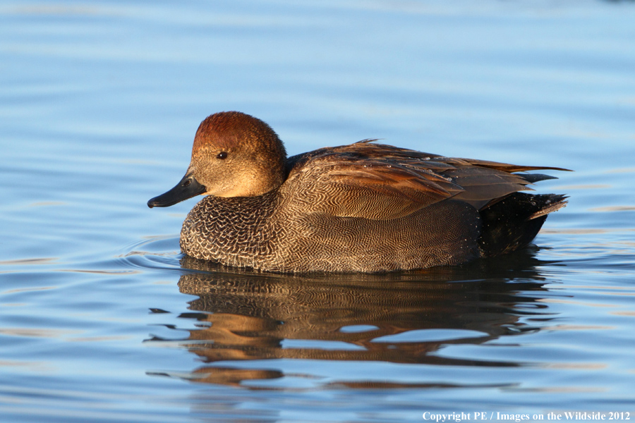 Gadwall. 