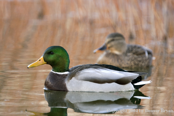 Mallards on pond.