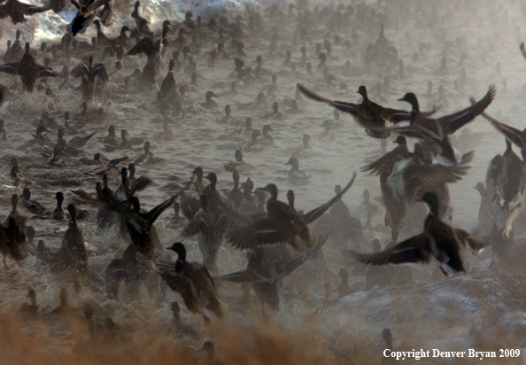 Mallard Ducks/Flock