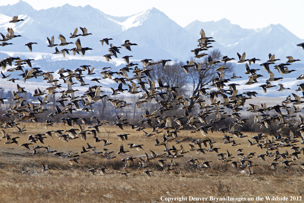 Large flock of mallards in flight. 