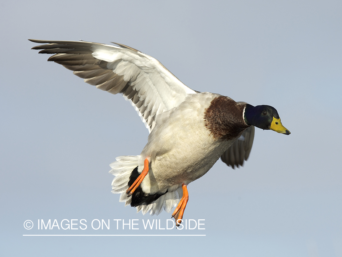 Mallard duck in flight.