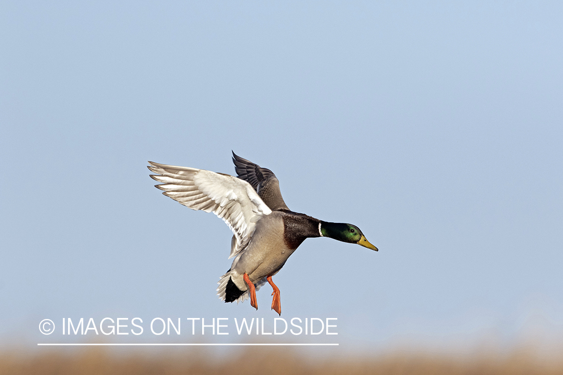 Mallard drake in flight.