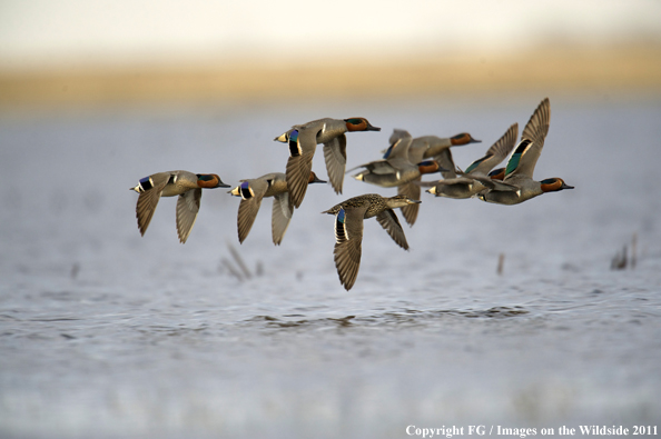 Green-winged Teal flock in flight. 