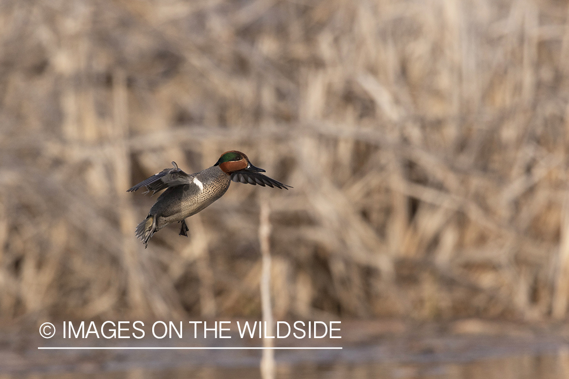 Green-winged Teal in flight.