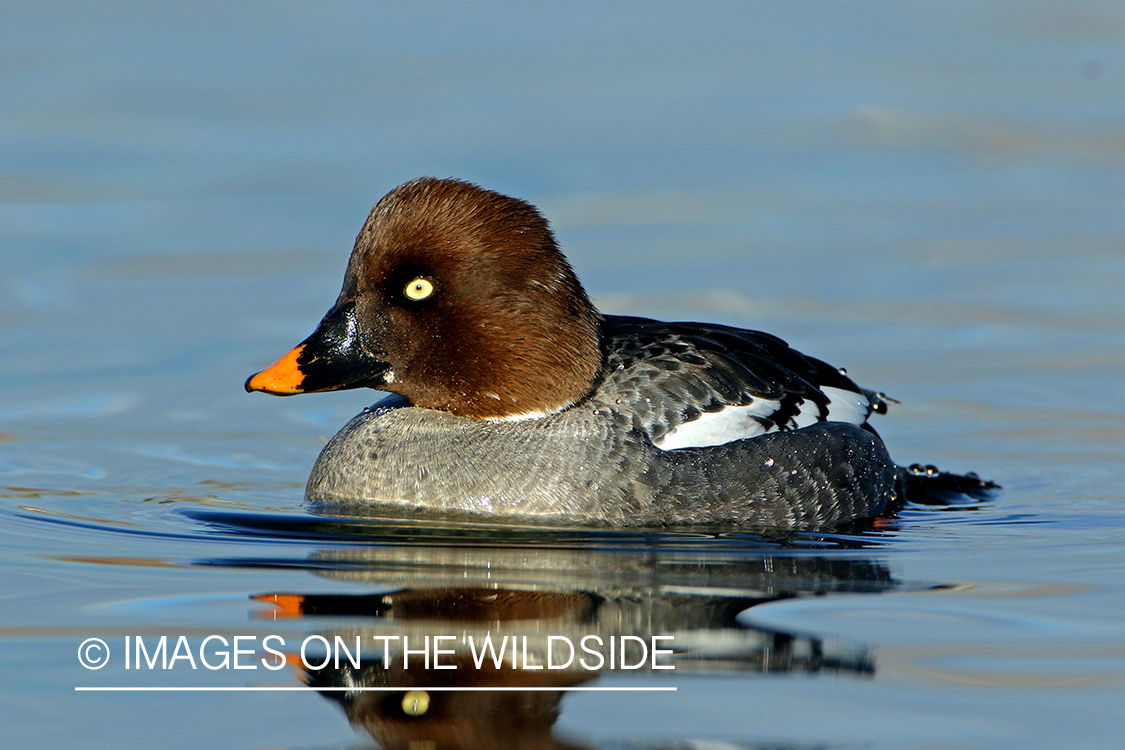 Common Goldeneye Hen