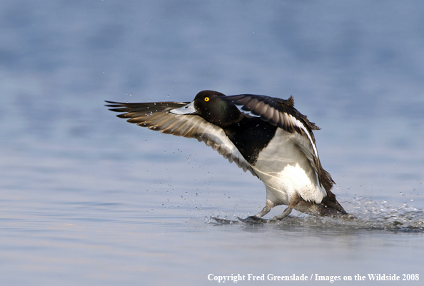 Lesser Scaup Landing