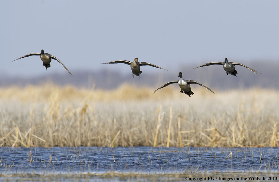 Flock of pintails in flight.