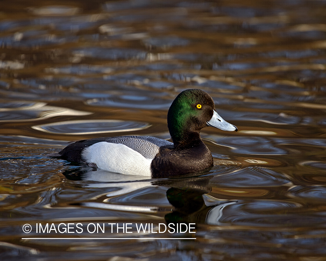 Greater Scaup on water.