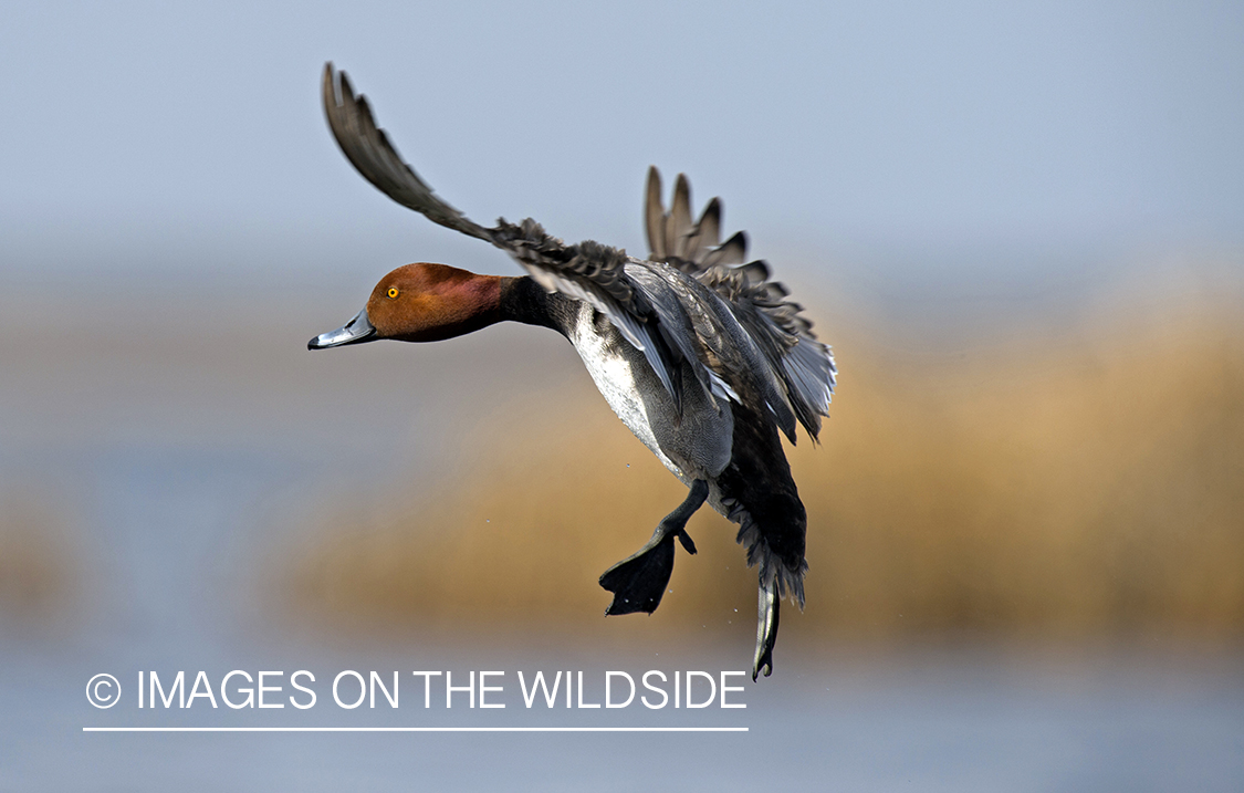 Redhead duck in flight.