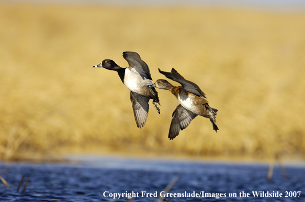 Ring-necked ducks in flight