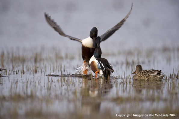 Shoveler drakes showing courtship display