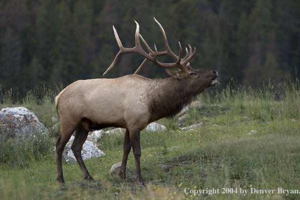 Rocky Mountain bull elk bugling.