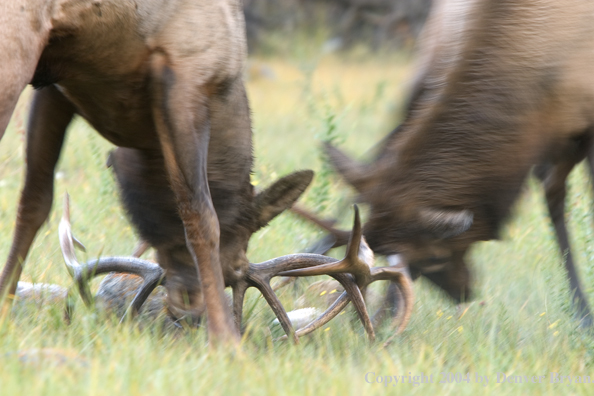 Rocky Mountain bull elk fighting.