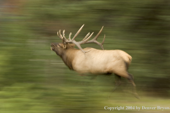 Rocky Mountain bull elk running.