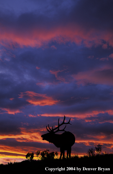 Rocky Mountain bull elk bugling at sunrise/sunset.