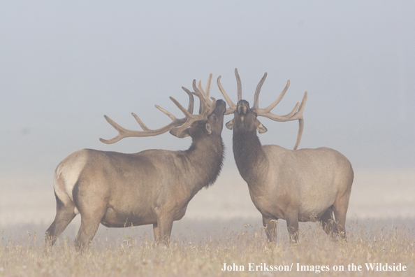 Bull elk in velvet.