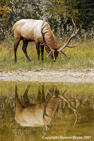 Rocky Mountain Elk at water's edge