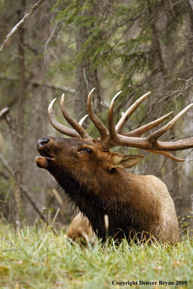 Rocky Mountain Elk 