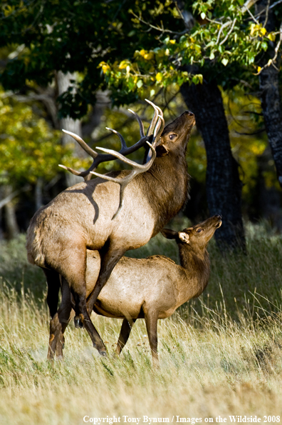 Elk Mating