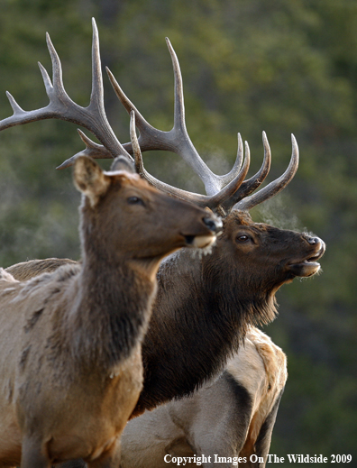 Cow and Bull Elk